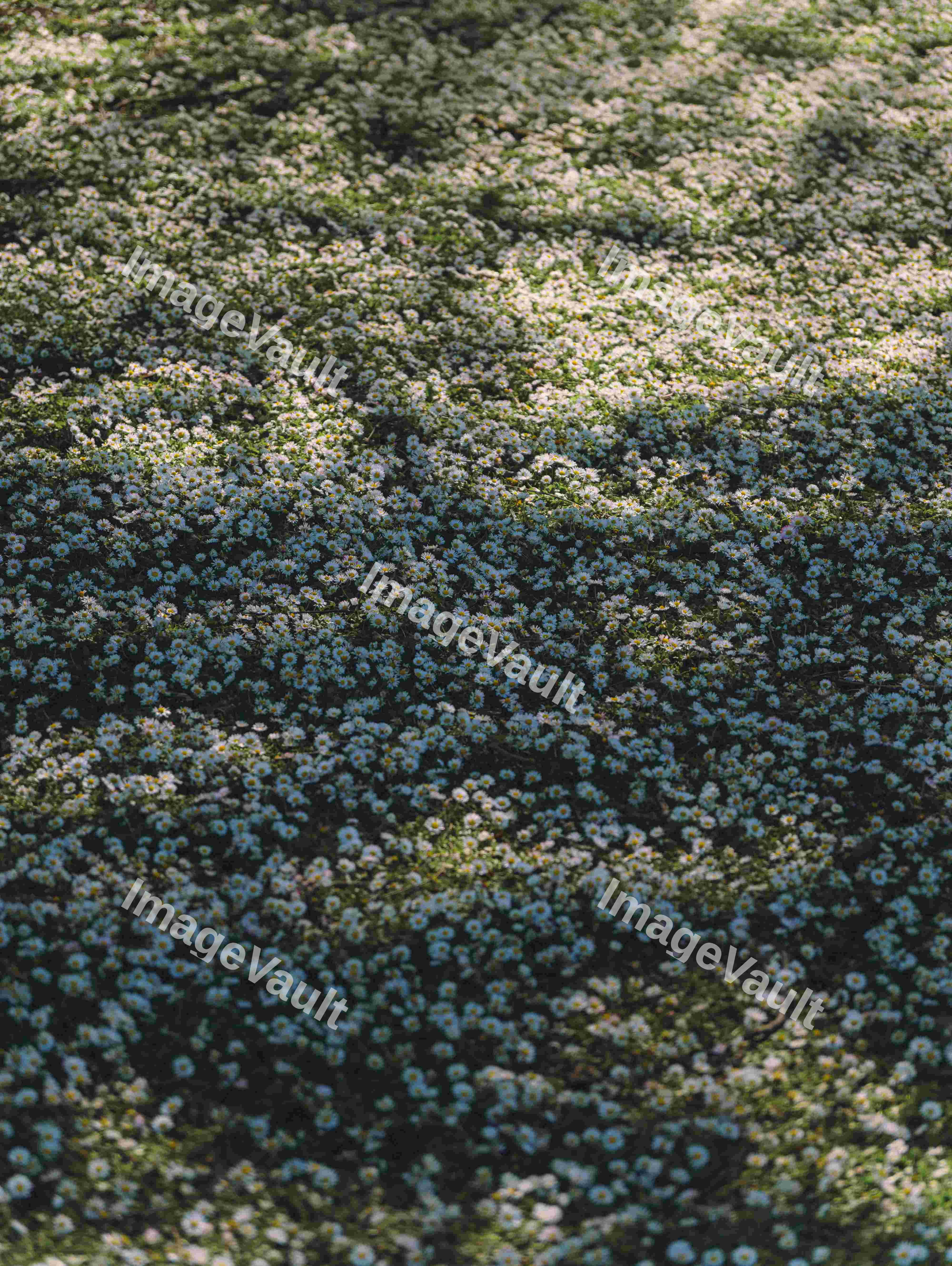 Grass Full Of Daisy